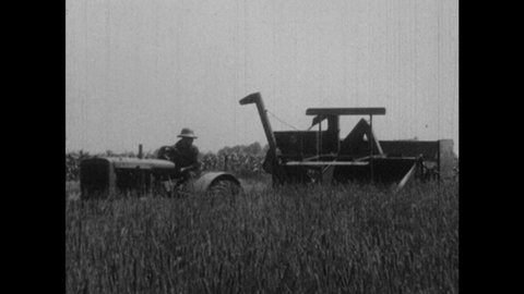 1930s: Farmer drives tractor and combine harvester over field of Timothy hay grass. Hands hold sack under chute of combine. Grass seed falls from chute into bag.