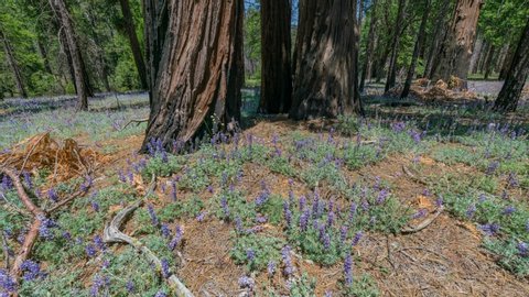 Timelapse tracking shot of lupine flowers in redwood forest at Tuolumne Meadow in Yosemite Valley, California 