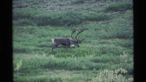 ALASKA USA-1977: Two Stags Grazing Quietly While Moving Across A Field