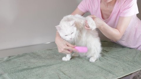 Girl combs wet white Turkish Angora and wipes with a towel