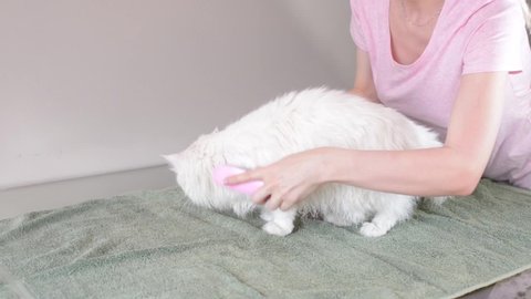 Wonam combs wet white Turkish Angora and wipes with a towel