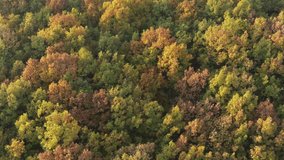 Beautiful orange and yellow colors of forest by autumn 4K aerial video