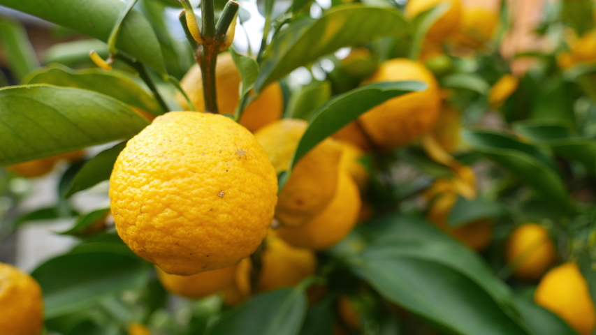 fruit of Japanese citron - Citrus junos - in Fukuoka city, JAPAN. without sounds Royalty-Free Stock Footage #1045079683