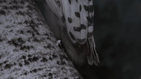 Close up of snowy owl with tilt up from the tail to the head.