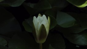 Time lapse footage of white water lily flower opens and closes with zoom effect . Accelerated fast HD video Nymphaea blooming in the pond is surrounded by leaves. Opening lotus flower bud.