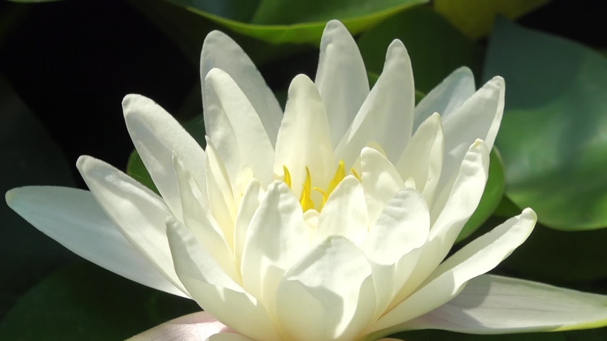 Time lapse footage of white water lily flower opens and closes with zoom effect . Accelerated fast HD video Nymphaea blooming in the pond is surrounded by leaves. Opening lotus flower bud. | Shutterstock HD Video #1045083757