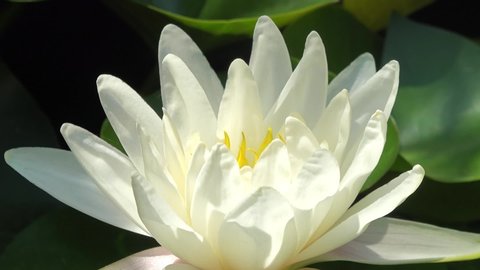 Time lapse footage of white water lily flower opens and closes with zoom effect . Accelerated fast HD video Nymphaea blooming in the pond is surrounded by leaves