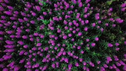 footage shooting from a drone revolving soaring above wild pink wildflowers swaying in the wind like ocean waves. Aerial top down view slow motion shot in 4K video.