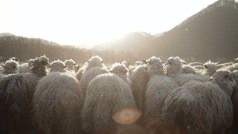 Herd of Sheep’s Walking on the Field between Mountains and halls, nice animals. Beautiful Nature and endless steppes in the Background. Shadow of the Clouds. Slow motion video of Sheep.