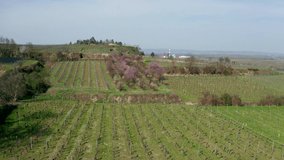aerial drone shot approaching a group of pink blooming peach trees with many pink blossoms in early spring, in the middle of leafless vineyards, power plant in the background - Powered by Shutterstock - Get 15% off with code: PIKWIZARD15