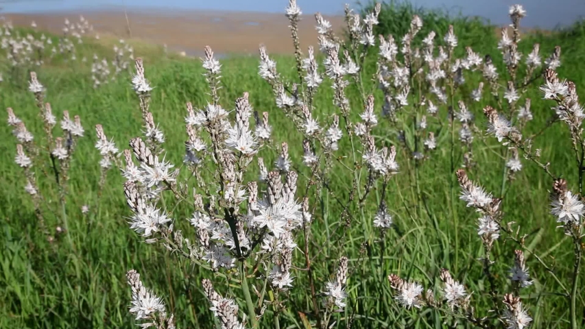 Asphodelus ramosus, also known as branched asphodel fron Nin, Croatia