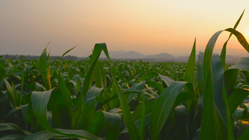 young corn field in agricultural garden and light shines sunset, slider shots Royalty-Free Stock Footage #1045102996