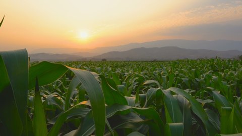 young corn field in agricultural garden and light shines sunset, slider shots