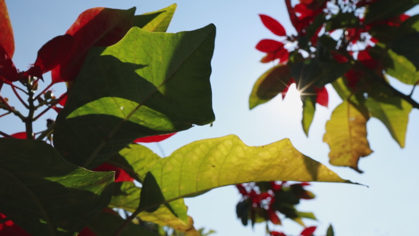 Sunlight through the grass flowers moving on wind.Green jungle pine trees against sunshine in morning and beautiful shining sun.Defocus of sunray with bokeh and flare light.Slow motion footage.