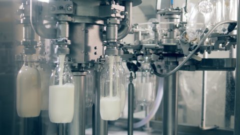 Rotating transporter is pouring fresh milk into bottles. Automated process of filling bottles with milk.