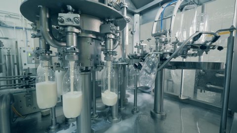 Milk is getting poured into empty bottles by the transporter. Automated process of filling bottles with milk.