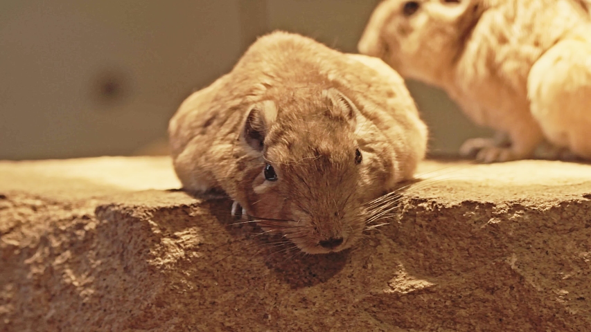 Detail of the common gundi (Ctenodactylus gundi), species of rodent in the family Ctenodactylidae. It is found in Algeria, Libya, Morocco, and Tunisia.
