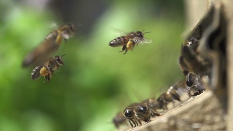 Slow motion of Bees getting inside the small hole of the wall going back and forth stock Video Footage. 