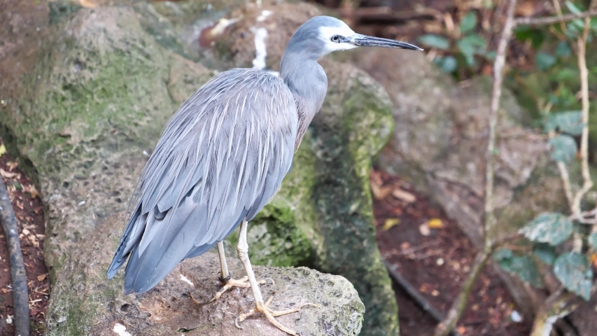 White Faced Heron, Egretta Novaehollandiae