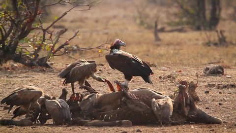 Lappet faced Vulture and White backed Vulture scavenging in Kruger National park, South Africa ; Specie family Torgos tracheliotos and  Gyps africanus of Accipitridae