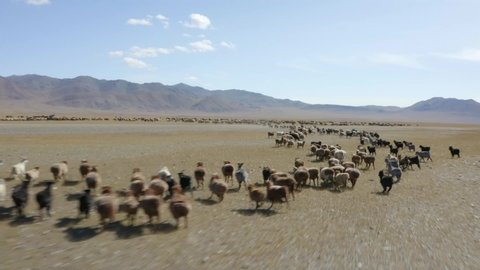 Aerial, drone shot, over a pack of Mongolian Karakul lamb, on a desert, in the Altai mountains, sunny day, in Mongolia - Ovis Aries