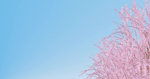 Crane floating out of a beautiful cherry tree animation