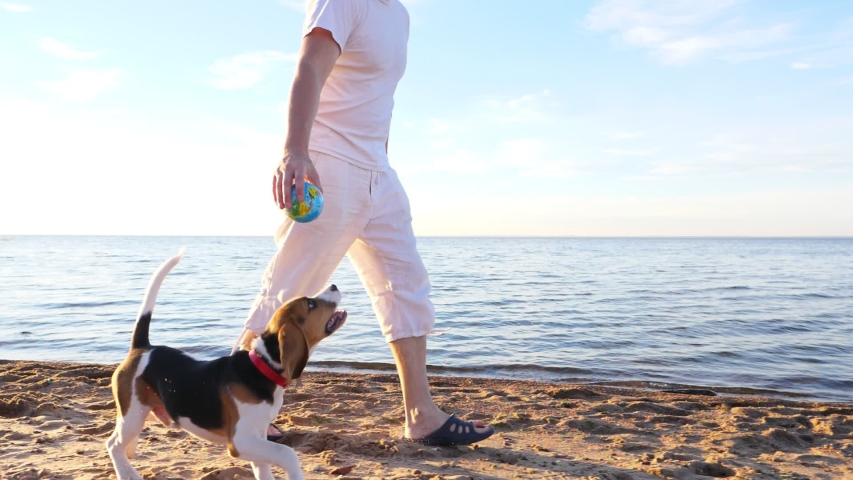 Owner man play with young beagle, run along lake beach, tease dog by toy in hand. Slow motion trucking shot. Active recreation at summer time. Amusing drop ears fly in air when pet jump up