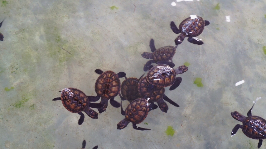 baby sea turtle swimming incubation pool Stock Footage Video (100% ...