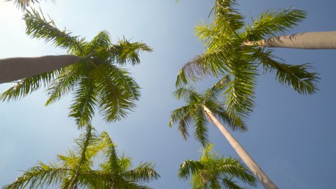 View of the Palm Trees Passing by Under Sunny Blue Skies. Wide Shot of Driving with Camera Looking up at Palm Trees in 4K format POV Tropical Vacation