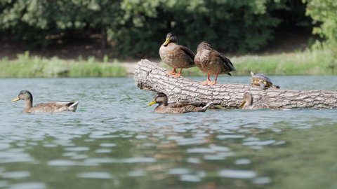 Two ducks and a turtle rest in the sun above a trunk floating on the water of a little lake surrounded by the wood while two ducklings swim around the trunk following their mother with other ducks