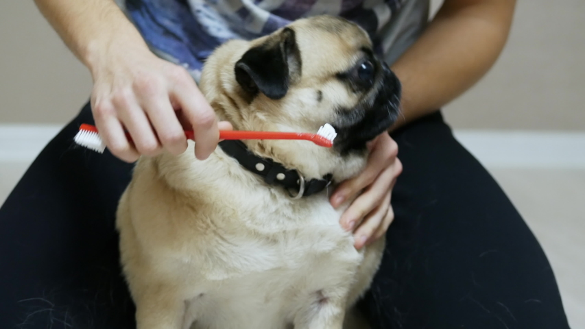 pug toothbrush