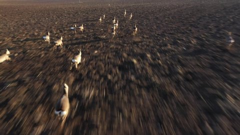 Herd of Deer runing on ploughed field. Deers are dangerous pests for young seedlings. Helicopter flight over wild animals. Wildlife from above. Aerial safari in Central Europe. 