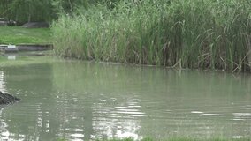Dog swimming in natural lake stock video. 