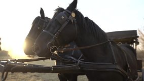 Horse drawn carriage in the nature at sunset stock video.