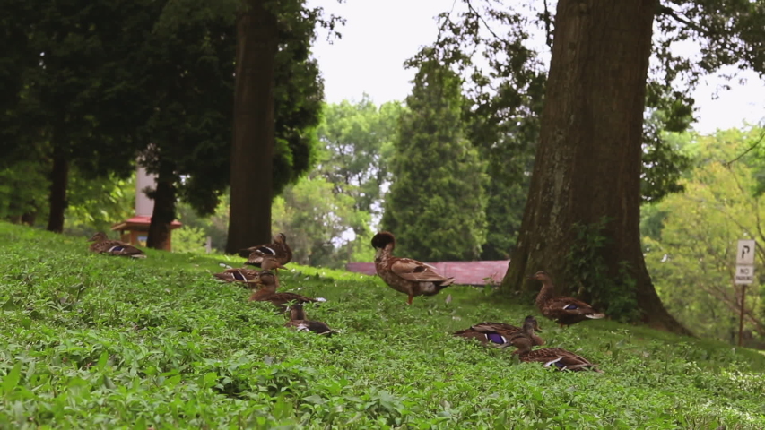 A herd of ducks grazing among the herbage at a nice park
