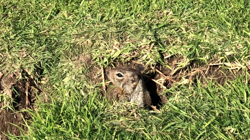 Ground squirrel in the grass image - Free stock photo - Public Domain ...