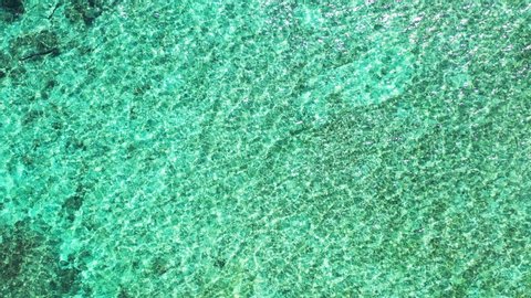 Tropical sea water background with green algae and corals, texture