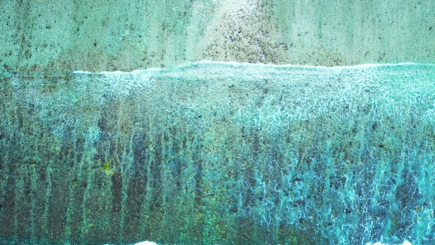 Sargassum Algae Seaweed On The Coastline Of Barbados Caribbean sea, and foamy waves aerial overhead shot
