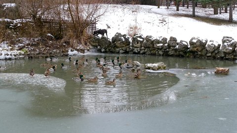 The dog is trying to climb over the fence of the pond in which ducks swim
