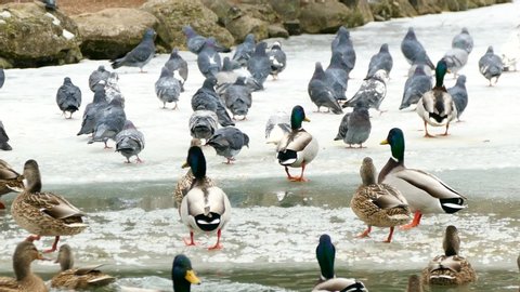 ducks and pigeons stand in the snow, then all the birds fly away