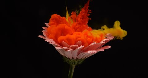 Clubs of yellow and red paint explode in water over pink flower on black background isolated. Colored ink fall on gerbera covered with air bubbles. Series of macro footages continuing each other №1