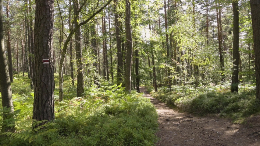 A dirt pathway inside a forest, tall leafy and coniferous trees around.