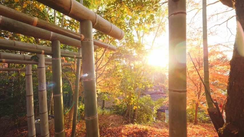 Traditional Japanese Bamboo Gates Torii In The Autumn Forest. Nature Tourism Concept. 4K Steadycam Slow Motion Footage. Kyoto, Japan. Royalty-Free Stock Footage #1045220845