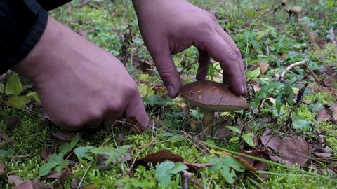 A man's hand with a knife cuts a beautiful, tall, edible mushroom with a brown hat that grows in the green grass on a lawn in the forest on a Sunny autumn day, soft focus