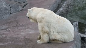 polar bear sits and gets bored after sleeping