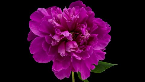 Timelapse of pink peony flower blooming on black background,