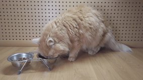Red-haired cat eats from a bowl of dry food at home