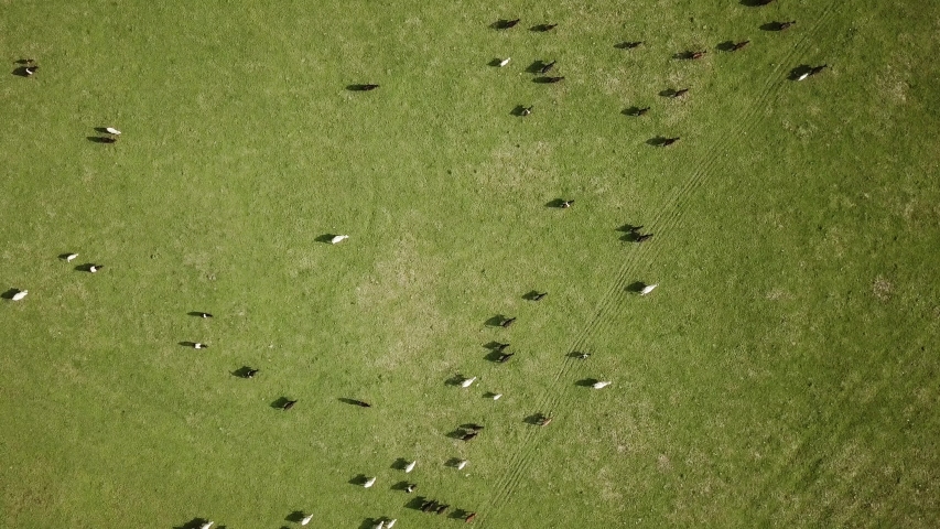 Aerial top-down view flight over meadow with cattle grazing grass showing their long shadows from sundown in grass field these cows are usually used for dairy production 4k.