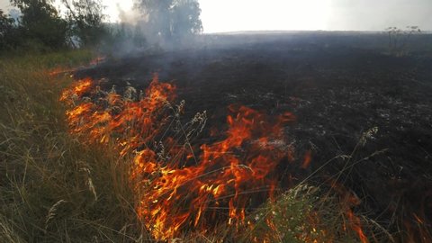 Close up view of wildfire, spreading flames of forest fire. Natural disaster, climate change, global worming. Fire, wildfire, burning grass field in the smoke and flames. Earth concept
