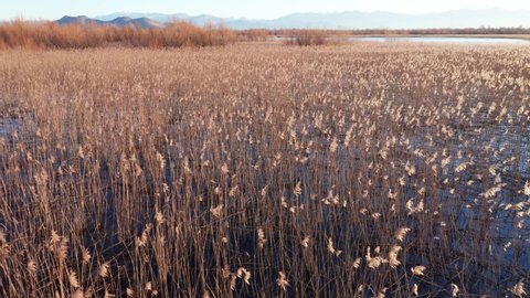 Marsh in winter morning, yellow reeds and blue sky reflection in still water. Lake Skadar  in Montenegro. Aerial fly over footage.